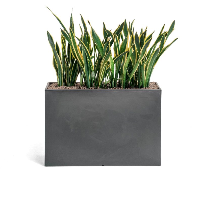 Kado pot - immagine 3